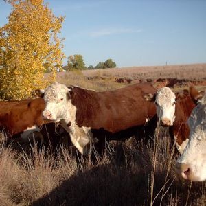 Meet your Posher, Tricia